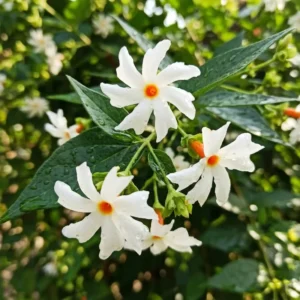 jasmine