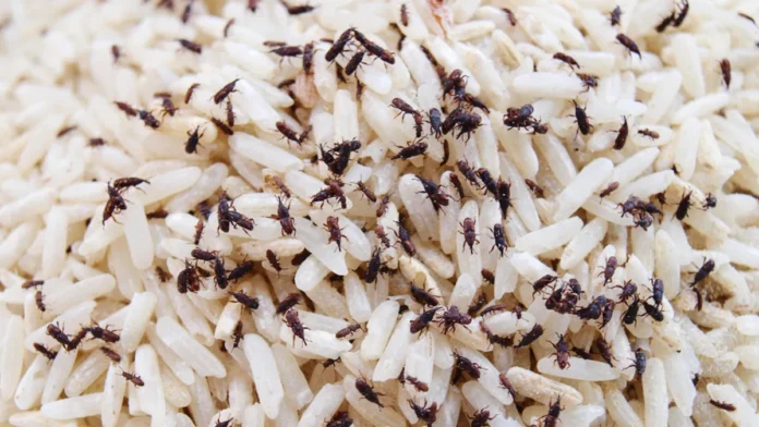 Jamshedpur rice insects